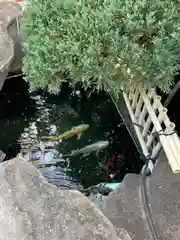 阿彌陀寺の庭園