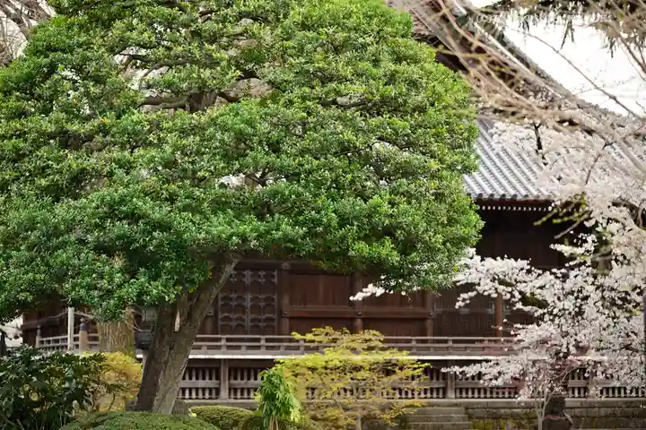 寛永寺(根本中堂)の自然