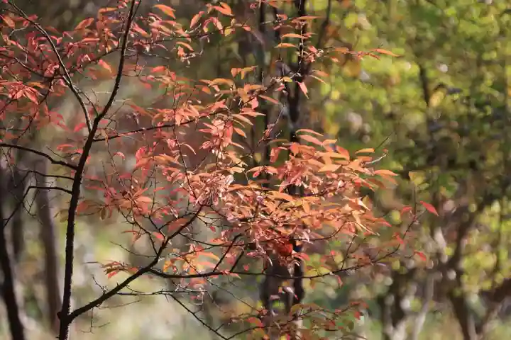 阿久津「田村神社」(郡山市阿久津町)旧社名:伊豆箱根三嶋三社の自然