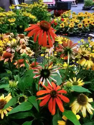 阿佐ヶ谷神明宮(東京都)