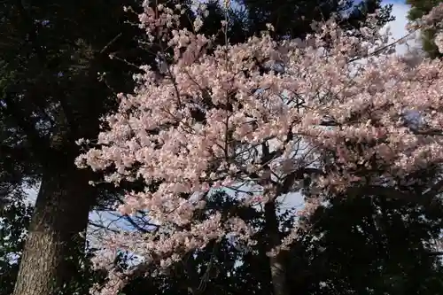 柴宮神社の自然