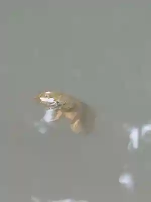 當麻寺中之坊(奈良県)