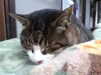 御誕生寺(猫寺)の動物