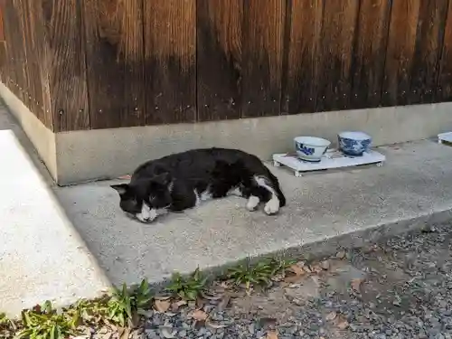 八幡社（柏井町）の動物