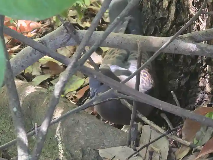 石清水八幡宮(京都府)