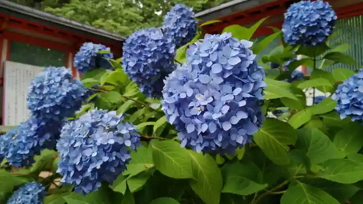 出石神社の自然
