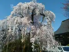 行善寺の庭園