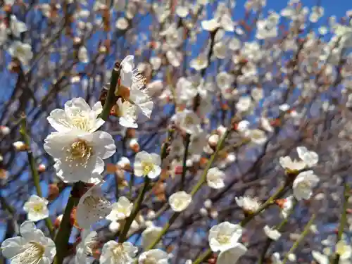 岡崎天満宮(愛知県)