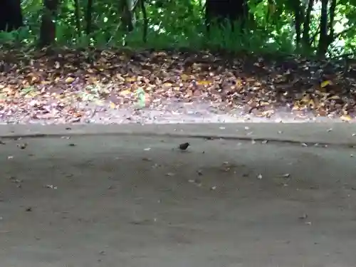 玉作湯神社(島根県)