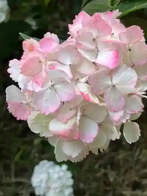 高幡不動尊 金剛寺の自然
