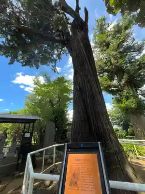 真乗院(埼玉県)