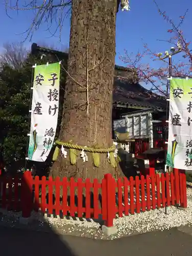 鴻神社の自然