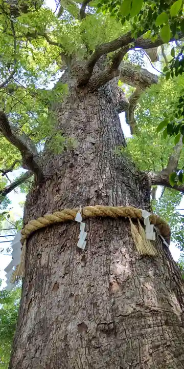 新熊野神社の自然