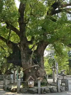 大麻比古神社(徳島県)