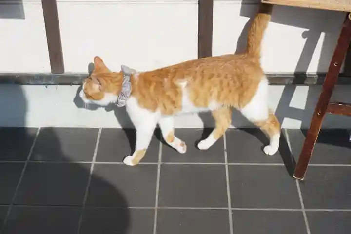 唐澤山神社の動物