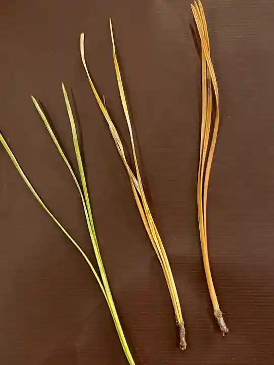 壇上伽藍(和歌山県)