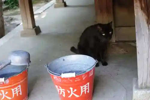 河堀稲生神社の動物