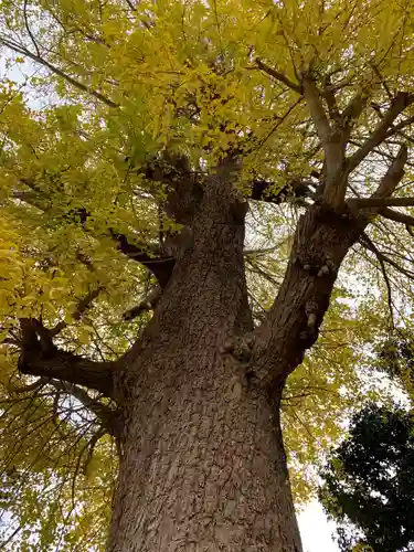 八雲神社の自然