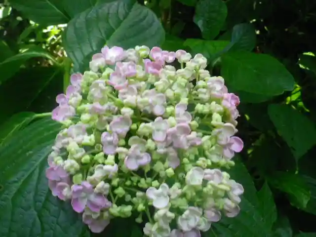 御霊神社の自然