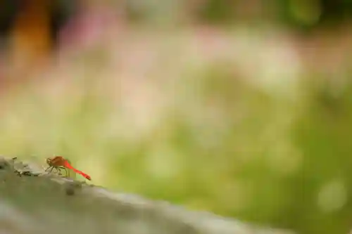 般若寺 ❁﻿コスモス寺❁(奈良県)