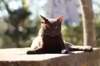 玉野御嶽神社(愛知県)
