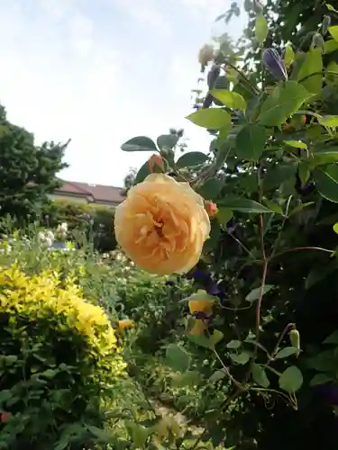 元町厳島神社(神奈川県)