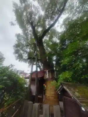 堀越神社(大阪府)