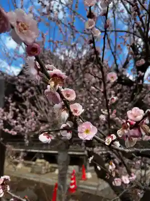 金蔵寺(千葉県)