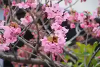 阿邪訶根神社の自然