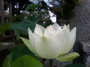 蓮久寺の自然(2020年08月04日(火) 23時20分34秒投稿)