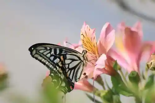 豊景神社の自然