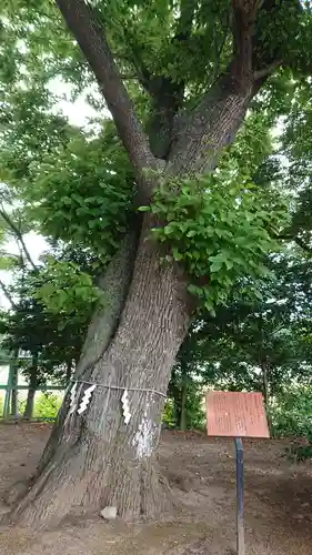 素鵞神社の自然