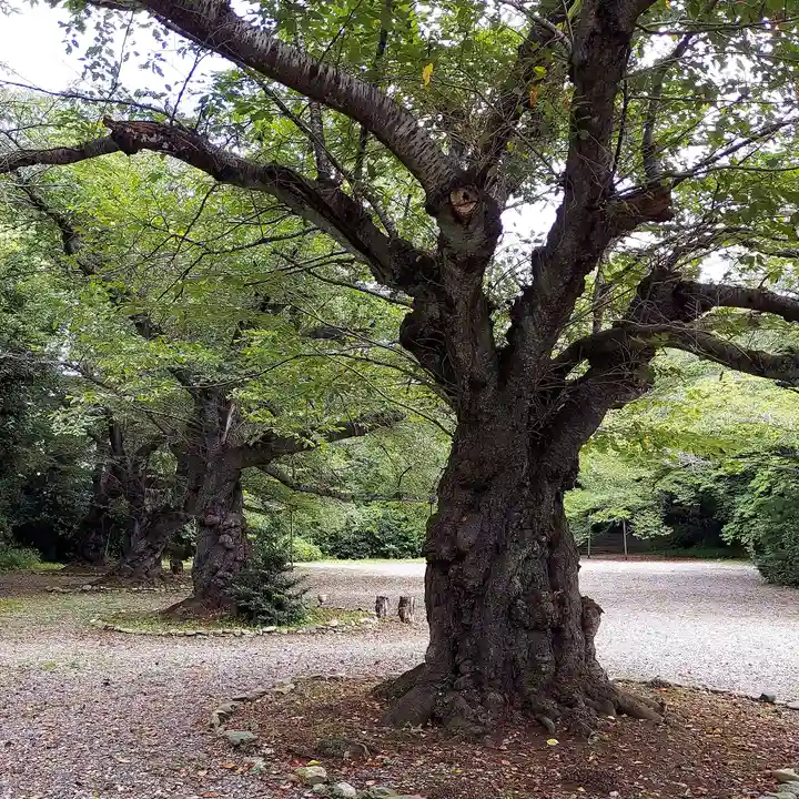 熊野神社の自然