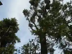 天之御中主神社の自然