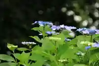 阿久津「田村神社」(郡山市阿久津町)旧社名:伊豆箱根三嶋三社の庭園