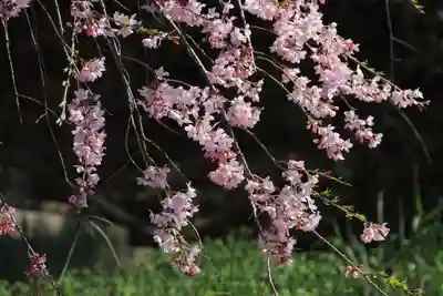 熊野神社の自然
