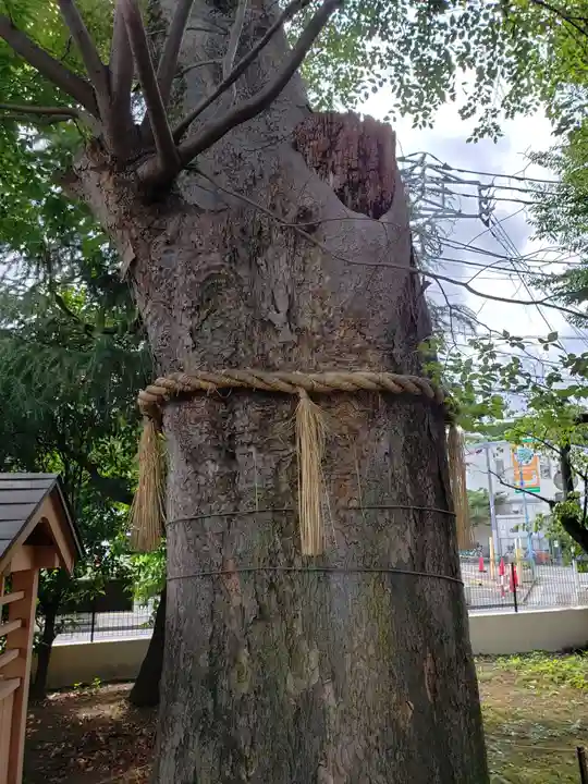 阿佐谷弁天社の自然