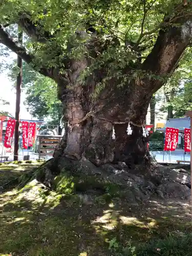 秩父今宮神社の自然