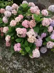 石母田　三吉神社の自然