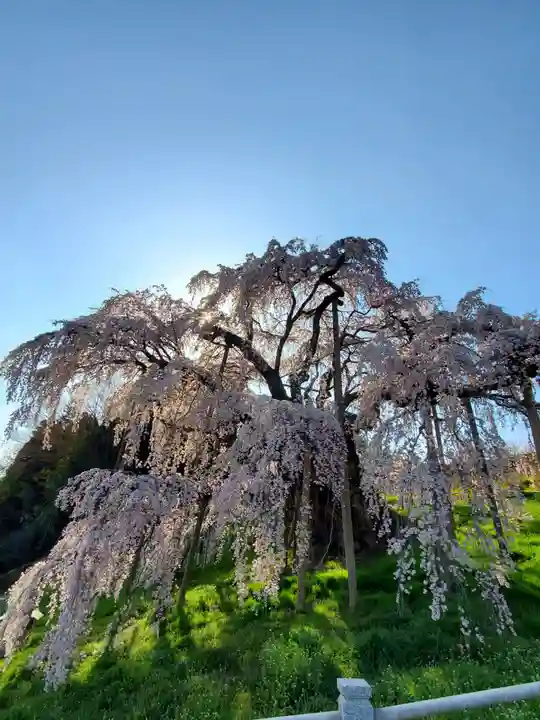 瀧桜神明宮(福島県)