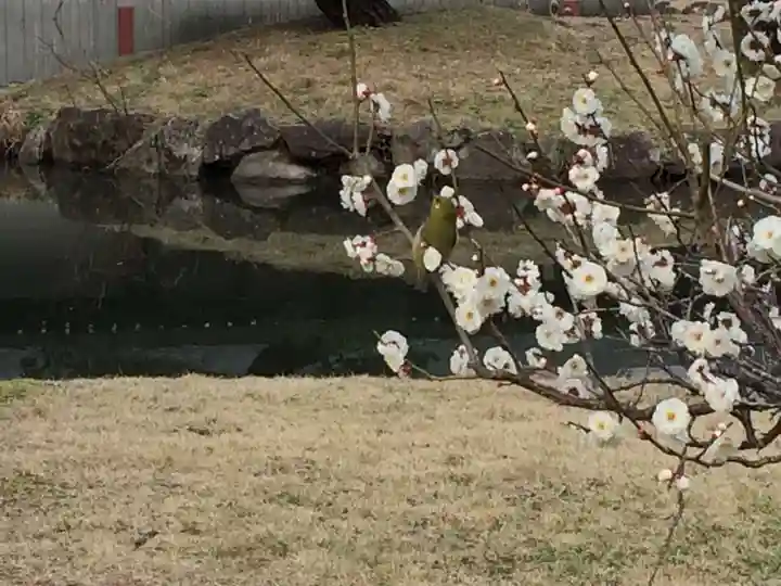 宇佐神宮(大分県)