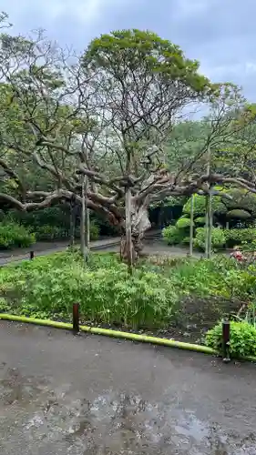 極楽寺（霊鷲山感應院極楽律寺）の自然
