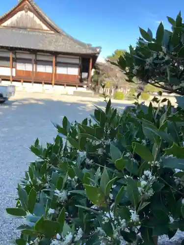 西大寺の本殿・本堂
