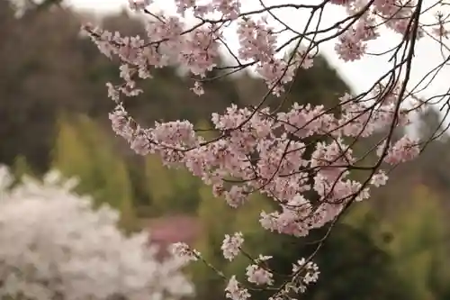菅布禰神社の自然