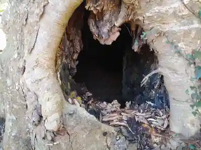 沼尾神社の自然