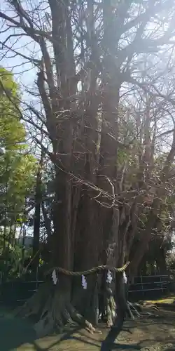 峯ヶ岡八幡神社の自然