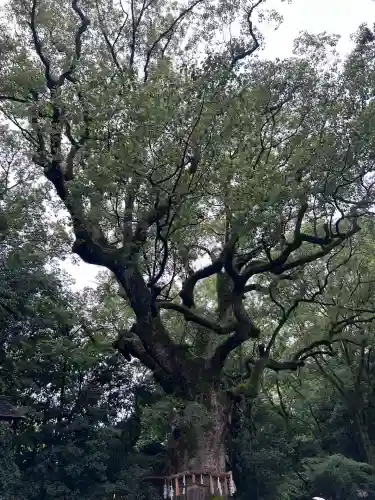 熱田神宮の自然