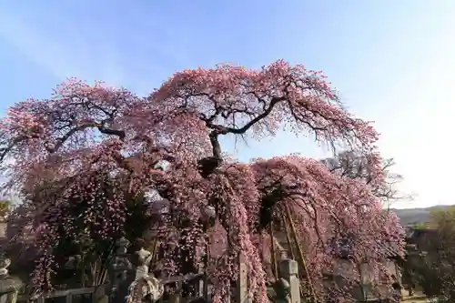 日輪寺の庭園