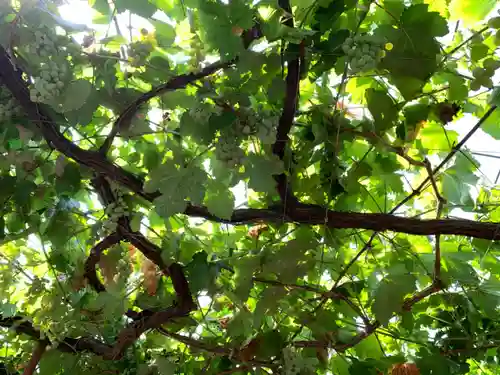 甲斐國一宮 浅間神社の自然