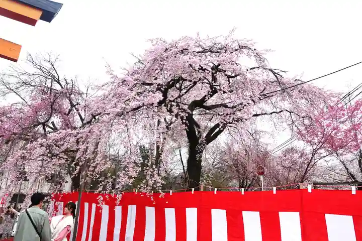平野神社(京都府)